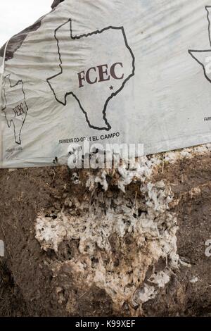 El Campo, États-Unis. 21 septembre 2017. Une ferme de coton ravagée par l'ouragan Harvey près de la petite ville agricole du Texas, El Campo. Crédit : Bob Daemmrich/Alay Live News Banque D'Images