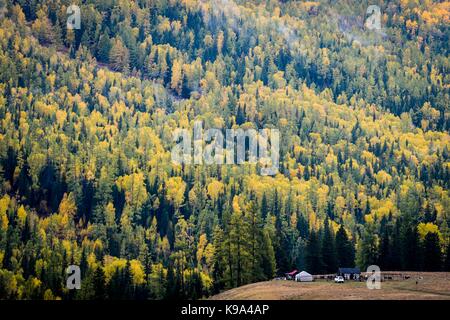 Kanas. 22 sep, 2017. photo prise sur sept. 22, 2017 présente le décor de l'automne de la région scénique kanas dans le nord-ouest de la Chine, la région autonome du Xinjiang Uygur. crédit : Zhao ge/Xinhua/Alamy live news Banque D'Images