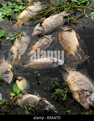 Genève, united states. Sep 22, 2017 22 septembre, 2017.- Genève, Florida, United States - poissons morts, principalement tilapia, sont vus le 22 septembre 2017 dans les eaux qui entourent le camp de pêche de gator jolly bar and grill sur la st. john's river à Genève, en Floride. L'ouragan irma a causé une mortalité massive de poissons à grande échelle dans tout l'état de Floride le poisson suffoquer de l'oxygène dans l'eau. crédit : Paul Hennessy/Alamy live news Banque D'Images