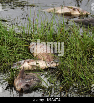 Genève, united states. Sep 22, 2017 22 septembre, 2017.- Genève, Florida, United States - poissons morts, principalement tilapia, sont vus le 22 septembre 2017 dans les eaux qui entourent le camp de pêche de gator jolly bar and grill sur la st. john's river à Genève, en Floride. L'ouragan irma a causé une mortalité massive de poissons à grande échelle dans tout l'état de Floride le poisson suffoquer de l'oxygène dans l'eau. crédit : Paul Hennessy/Alamy live news Banque D'Images