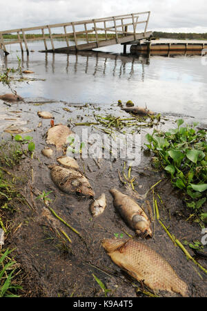 Genève, united states. Sep 22, 2017 22 septembre, 2017.- Genève, Florida, United States - poissons morts, principalement tilapia, sont vus le 22 septembre 2017 dans les eaux qui entourent le camp de pêche de gator jolly bar and grill sur la st. john's river à Genève, en Floride. L'ouragan irma a causé une mortalité massive de poissons à grande échelle dans tout l'état de Floride le poisson suffoquer de l'oxygène dans l'eau. crédit : Paul Hennessy/Alamy live news Banque D'Images