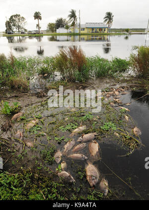 Genève, united states. Sep 22, 2017 22 septembre, 2017.- Genève, Florida, United States - poissons morts, principalement tilapia, sont vus le 22 septembre 2017 dans les eaux qui entourent le camp de pêche de gator jolly bar and grill sur la st. john's river à Genève, en Floride. L'ouragan irma a causé une mortalité massive de poissons à grande échelle dans tout l'état de Floride le poisson suffoquer de l'oxygène dans l'eau. crédit : Paul Hennessy/Alamy live news Banque D'Images