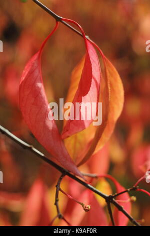 Euonymus bungeanus 'Dart's Pride' un petit arbre à feuilles caduques, affichage couleur du feuillage d'automne dans un jardin anglais, UK Banque D'Images