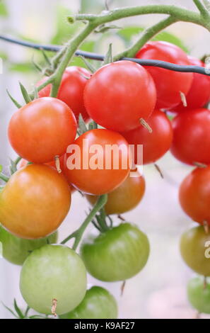 Tomates 'Alicante' mûrissant dans une serre d'un jardin anglais à la fin de l'été, tomates rouges orange vert du Royaume-Uni Banque D'Images