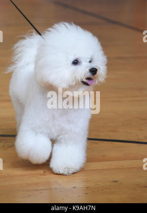 Bichon frisé Frise (chien) est une petite race de chien du type Bichon. Le Bichon Frise est membre de l'Non-Sporting Group de chiens de races dans l'U Banque D'Images