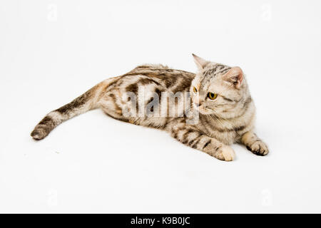 American Shorthair Cute cat sur fond blanc Banque D'Images