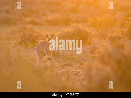 Kangourou rouge (Macropus rufus) dans la chaude lumière au coucher du soleil, Parc National Sturt outback, NSW, Australie Banque D'Images