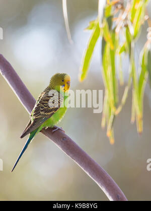 La Perruche ondulée (Melopsittacus undulatus) dans le Parc National Mutawintji outback, NSW, Australie Banque D'Images