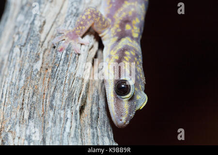 Velours marbré Gecko (Oedura marmorata), Queensland, Australie Banque D'Images