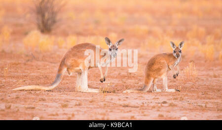 Kangourou rouge (Macropus rufus) dans l'outback Queensland, Australie Banque D'Images