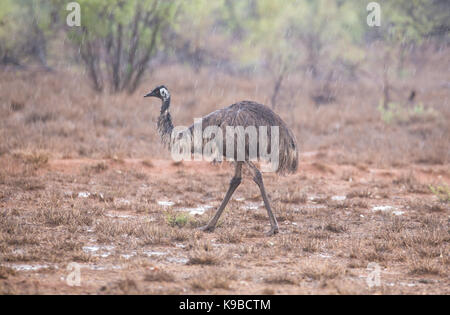 L'UEM (Dromaius novaehollandiae), outback Queensland, Australie Banque D'Images