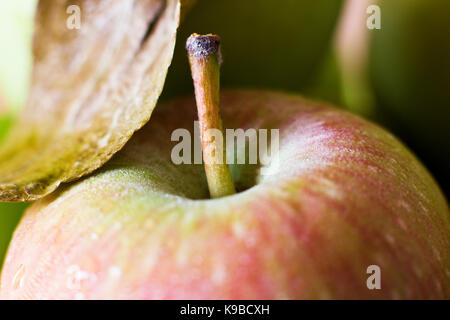 Une pomme verte dans les gouttes d'eau. La prise de vue macro. focus sélectif. Banque D'Images