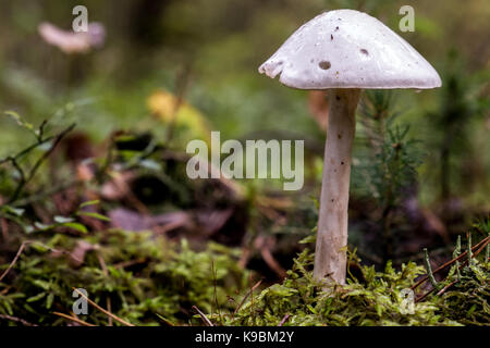 L'Amanita virosa shot de niveau parallèle en mode paysage Banque D'Images