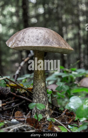 Dans le guide des champignons close-up Banque D'Images