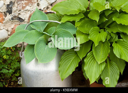 Hosta plantes poussant dans un pot Banque D'Images