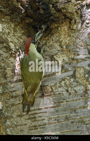Pic Vert / Grünspecht ( Picus viridis ), nourrir ses jeunes poussins / / les jeunes au nid, l'Europe. Banque D'Images
