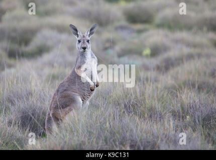 Kangourou rouge (Macropus rufus), Flinders Ranges, Australie du Sud Banque D'Images