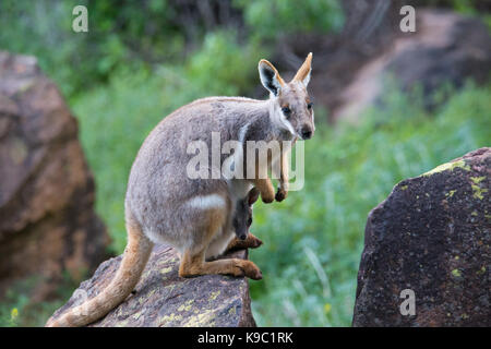 Yellow-footed Rock wallaby (Petrogale xanthopus-), Flinders Ranges, Australie du Sud Banque D'Images
