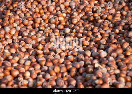 noisettes Banque D'Images