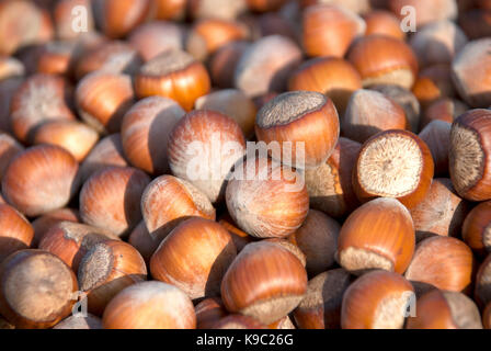 noisettes Banque D'Images