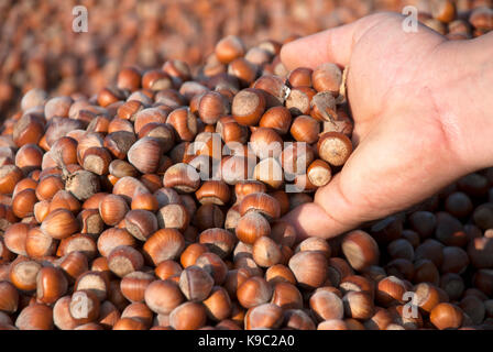 noisettes Banque D'Images