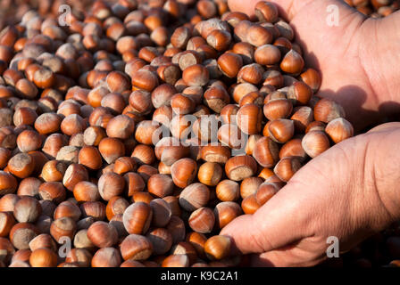 noisettes Banque D'Images