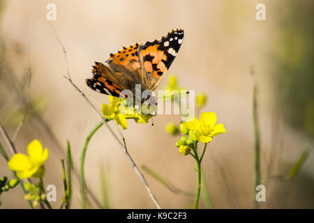 Un papillon lady peint, Vanessa cardui, extrayant le pollen d'une fusée de mur vivace, Diplotaxis tenuifolia, dans la campagne maltaise, Malte Banque D'Images