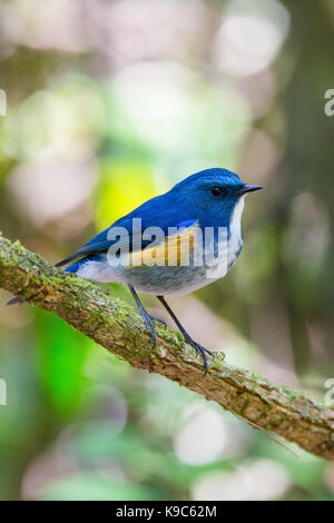 Himalayen mâle (Tarsiger Bluetail rufilatus) savent également qu'Orange-flanqué Bush-robin - Doi Lang, Thaïlande Banque D'Images