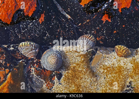 Coquillages sur les rochers Banque D'Images