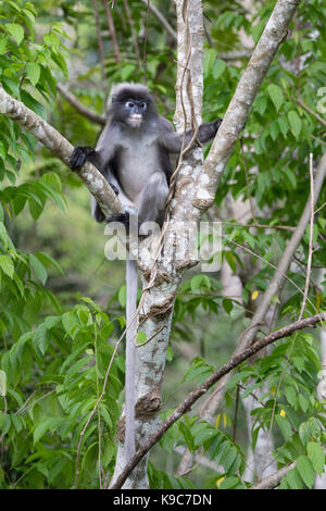 Singe Feuille sombre (Trachypithecus obscurus) également connu sous le langur à lunettes, ou des ours à lunettes Leaf Monkey, parc national de Kaeng Krachan, Thaïlande Banque D'Images
