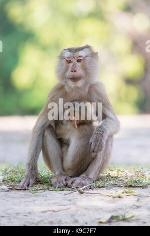 Femme à queue de cochon du macaque (Macaca leonina) l'allaitement d'un enfant, le parc national Khao Yai, Thaïlande Banque D'Images