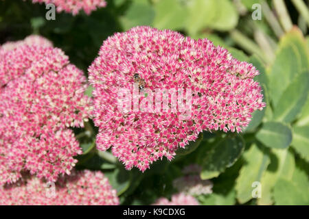 Sedum spectabile 'Autumn Joy' Banque D'Images