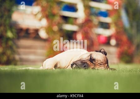 Gros chien (cane corso) dormir dans le jardin de la maison familiale. Banque D'Images