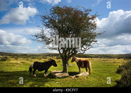 Poneys sur Bodmin Moor par tree Banque D'Images