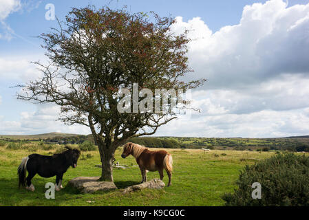 Poneys sur Bodmin Moor par tree Banque D'Images