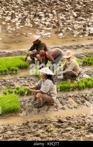 Quatre laotiens porter deux chapeaux coniques assis dans la boue des rizières de riz riz vert frais récolte tire à Muang Ngoi Laos Banque D'Images