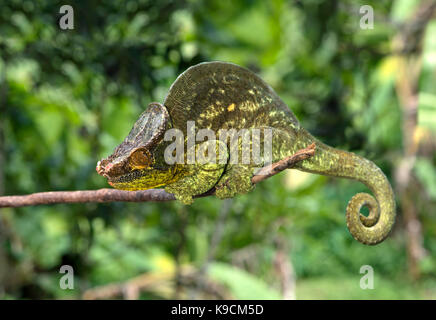 Caméléon panthère mâle, parson's chameleon, calumma parsonii), (chameleonidae), endémique de Madagascar, le parc national andasibe, madagascar Banque D'Images