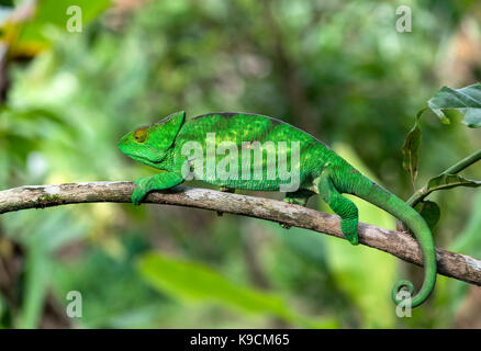 Femme Panther Chameleon, caméléon de Parson, (Calumma parsonii), (Chameleonidae), endémique à Madagascar, Parc national de l'Andalousie, Madagascar Banque D'Images