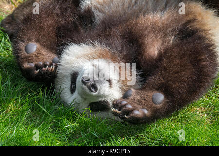 Panda géant (Ailuropoda melanoleuca) âgé d'un an ludique cub close up Banque D'Images