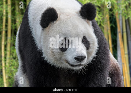 / Giant Panda panda (Ailuropoda melanoleuca) close up portrait dans la forêt de bambou Banque D'Images