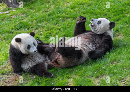Panda géant (Ailuropoda melanoleuca) femelle avec un ans cub au zoo Banque D'Images