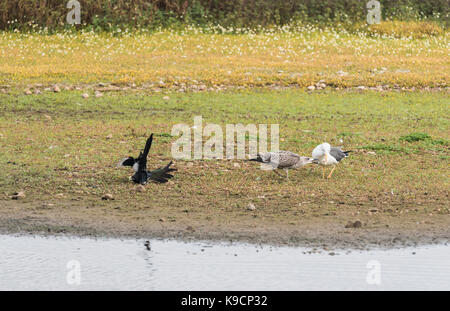 Un adulte moindre Black-Backed Gull (Larus fuscus) beffing avec des profils et d'être harcelés par les Pies bavardes (Pica pica) Banque D'Images