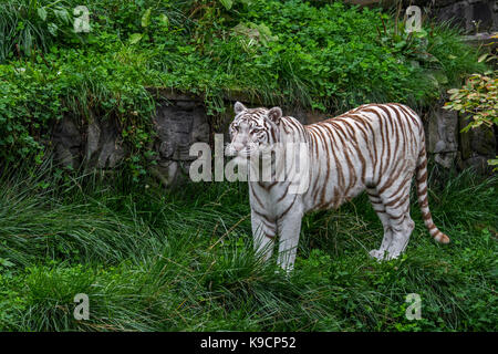 Tigre blanc blanchi / tiger (Panthera tigris) marcher parmi les ruines de temples indiens Banque D'Images