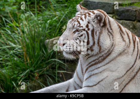 Tigre blanc blanchi / tiger (Panthera tigris) Variante de la pigmentation du tigre du Bengale, originaire de l'Inde Banque D'Images