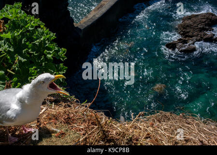 Mouette sur des rochers au-dessus de port Isaac cornwall sea wall et rochers Banque D'Images