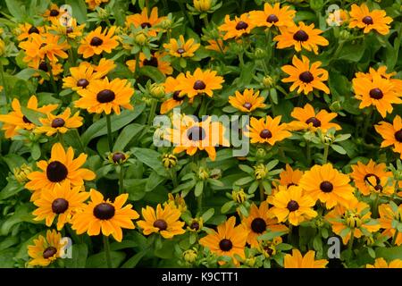 Rudbeckia hirta Rudbeckie pourpre Toto Gloriasa Daisy black-eyed Susan daisy comme orange fleurs jaunes Banque D'Images