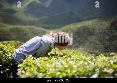 Jeune femme sur la plantation de thé de feuilles de thé fraîches odeur Banque D'Images