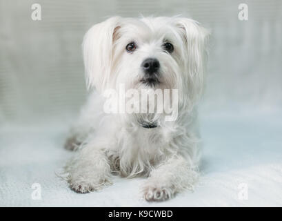 Fluffy mignon chien blanc Banque D'Images