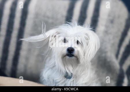 Beau portrait de chien moelleux concept dévotion. Banque D'Images