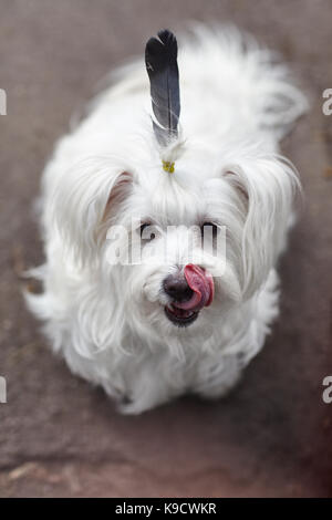 Portrait de chien mignon drôle avec les indiens comme des plumes Banque D'Images